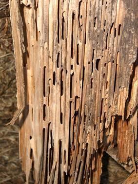 Fonte: Google Images MADEIRAS Preservação das madeiras Insetos (cupins e besouros
