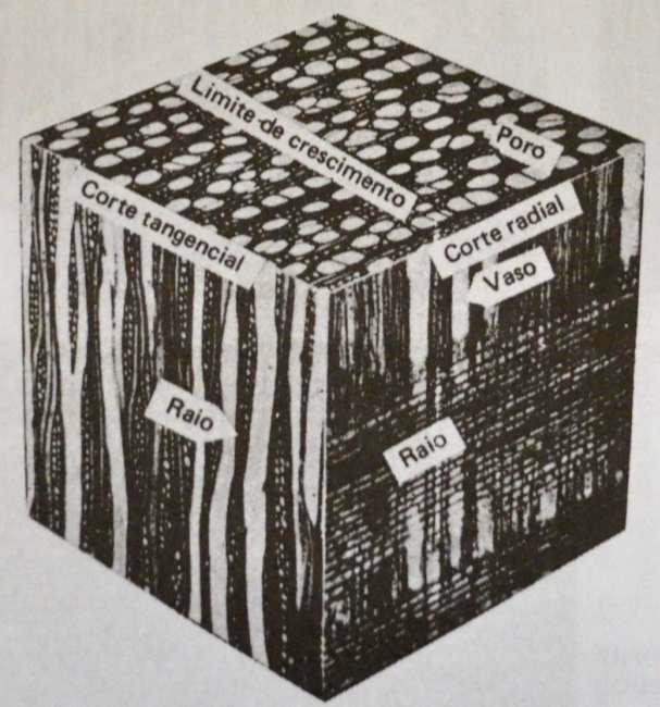 do tecido lenhoso variam de espécie para espécie.