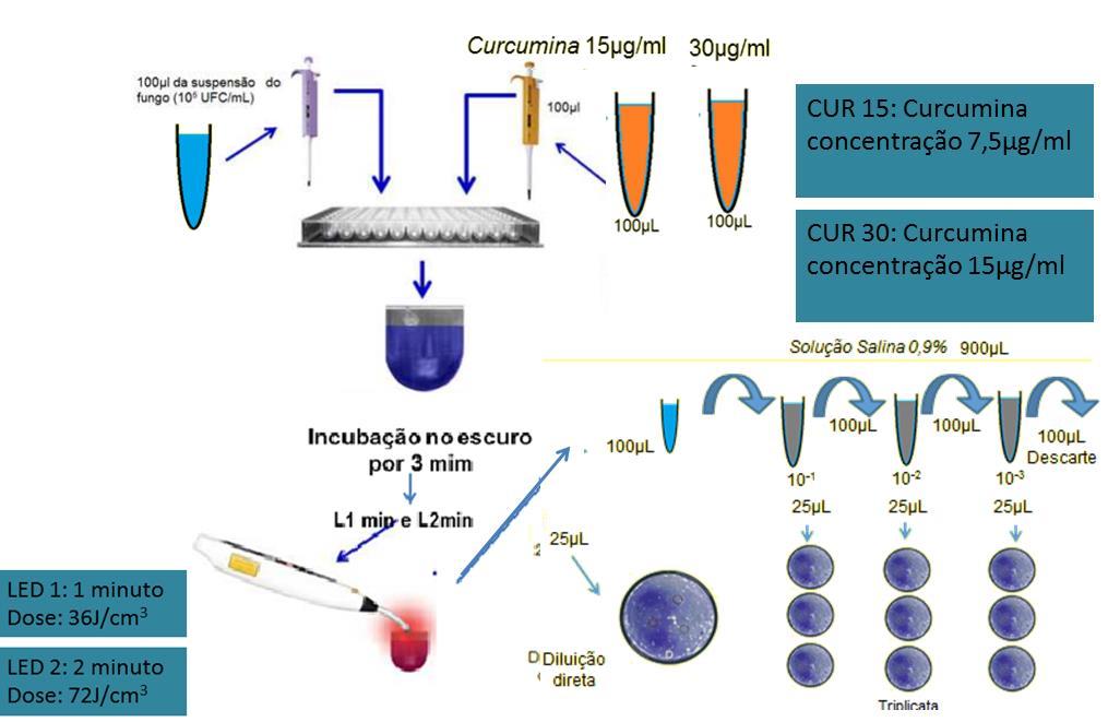 33 iv) Grupo 4 (L+FS+) Grupo terapia fotodinâmica (TFD) No grupo terapia fotodinâmica grupo (FS+L+), as células de C. albicans foram sensibilizadas com a curcumina, e expostas a luz do LED azul.