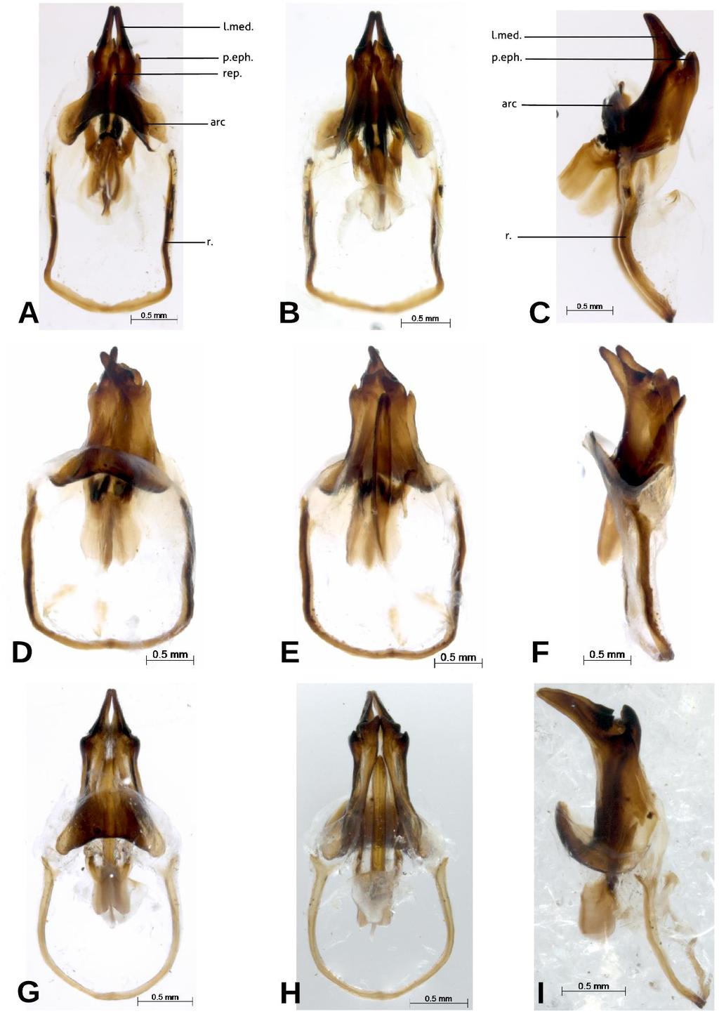 Figura 4 - Genitálias de Anurogryllus. Anurogryllus tapes sp. nov. A - dorsal; B ventral; C lateral; Anurogryllus patos sp. nov. D dorsal; E ventral; F lateral; Anurogryllus toledopizai G dorsal; H ventral; I lateral.