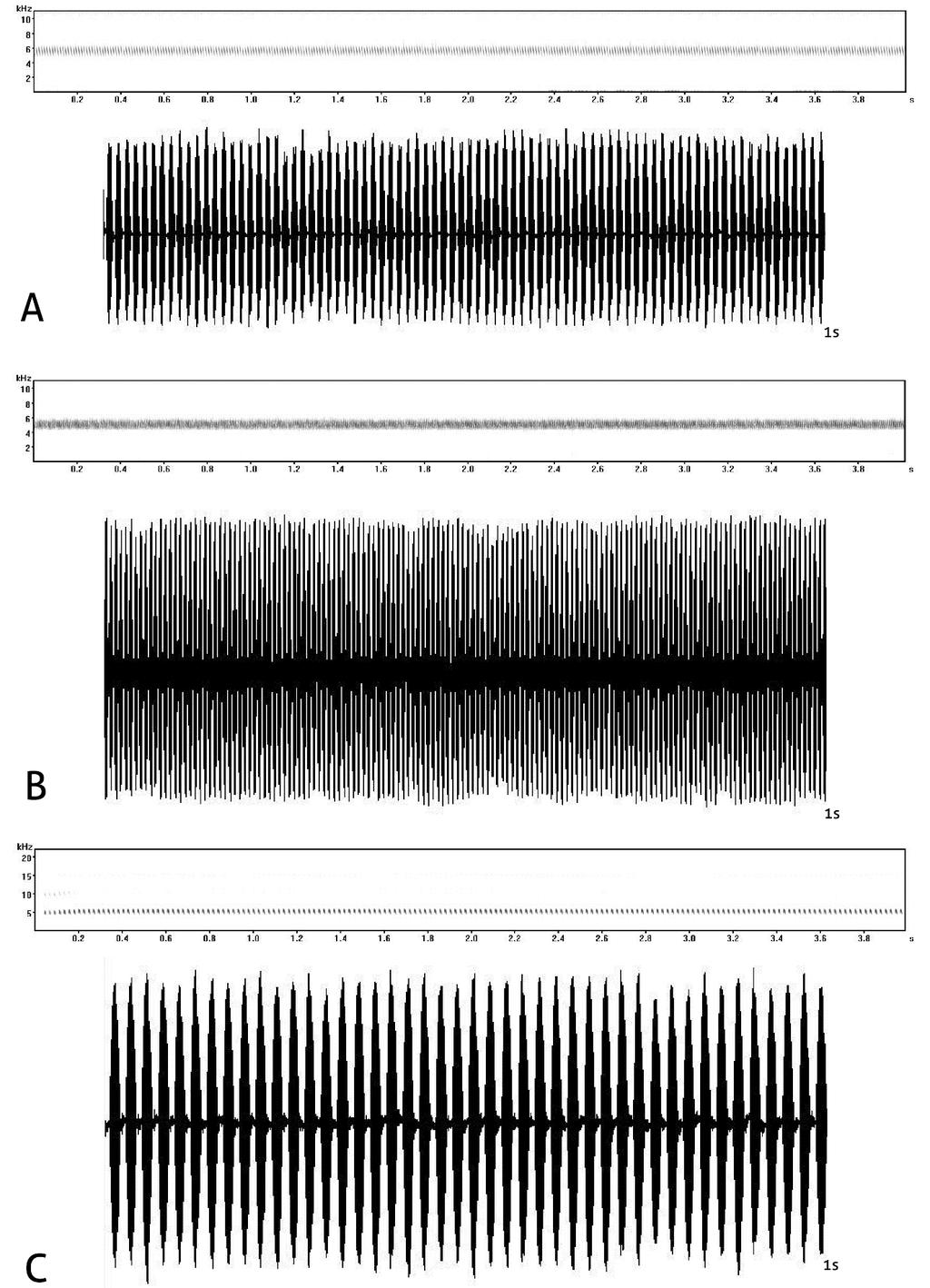 Figura 5 Som de chamado, espectogramas e oscilogramas de Anurogryllus.