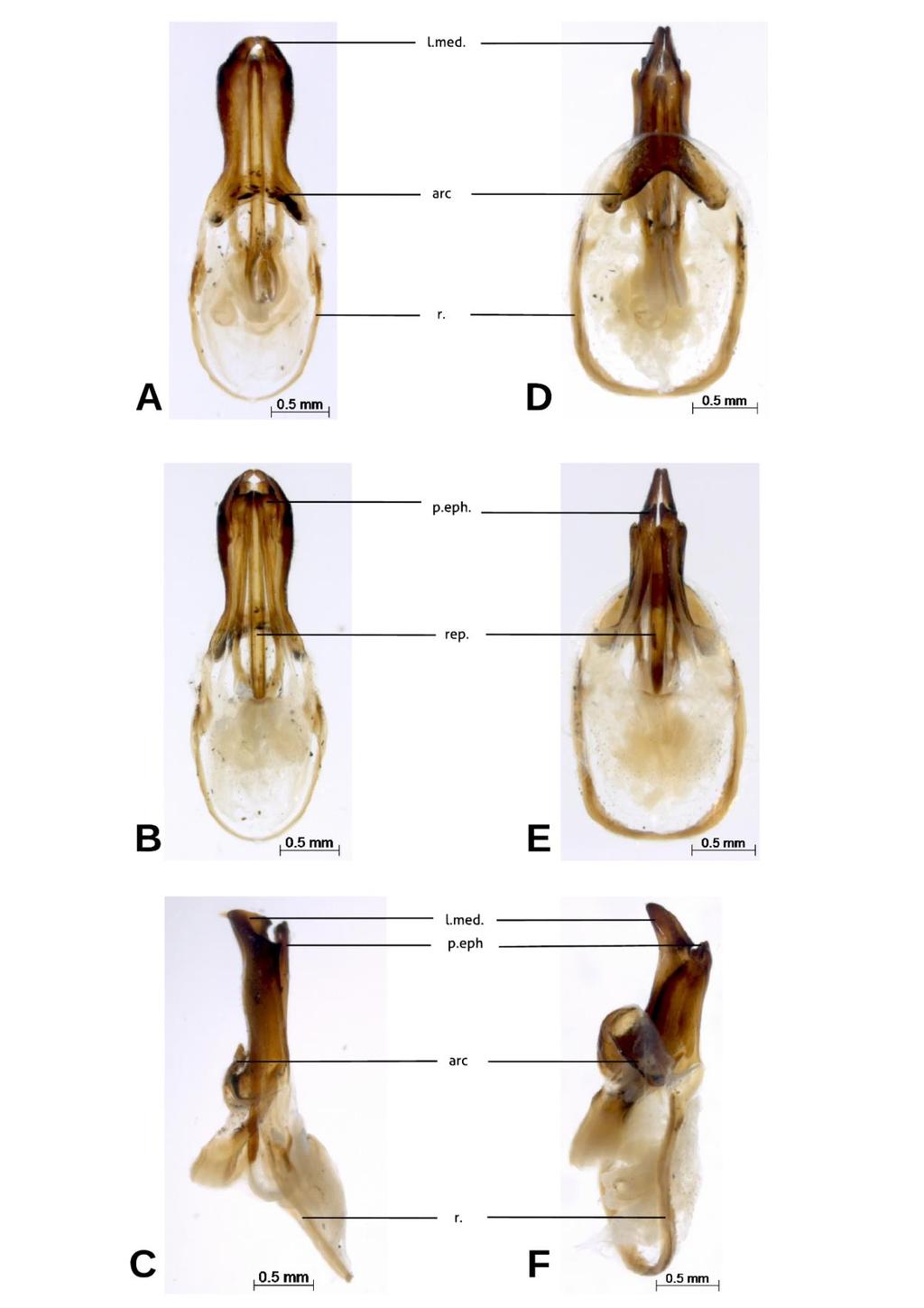 Figura 9 Genitálias de Anurogryllus. Anurogryllus paxillus sp. nov. A - dorsal; B ventral; C lateral; Anurogryllus velox sp. nov. D dorsal; E ventral; F lateral.