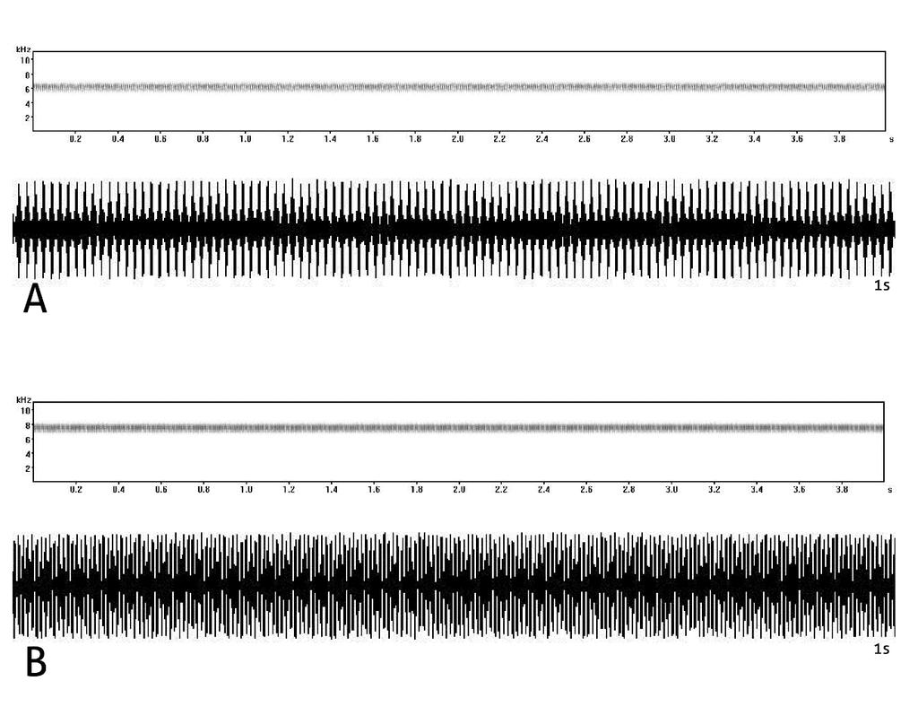 Figura 10 Som de chamado, espectogramas e oscilogramas de