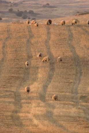 Plano Zonal de Castro Verde Medida Agro-Ambiental no âmbito da Política Agrícola Comum (PAC) Teve início em 1995 (Reg.