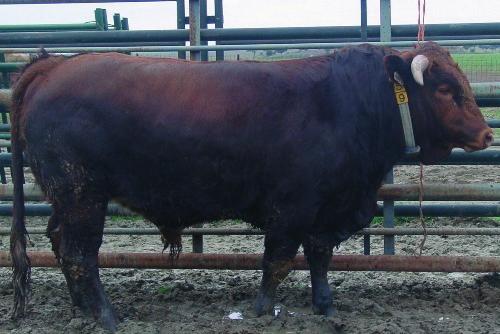 B724-49 ZAGALOTE 2007-09-12 PT914497955 da Raça Bovina Mertolenga - Catálogo de Touros 2013 Sociedade Agrícola D. Diniz, S.A. (049) Sociedade Agrícola D. Diniz, S.A. (049) Pontuação 81.5 Nome: Leão N.