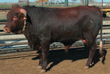 C219-353 2012-08-14 PT516598572 da Raça Bovina Mertolenga - Catálogo de Touros 2013 António Luís de Almeida Farrica (353) Soc. Agrícola Herdade de Porches, Lda. (061) Pontuação 82 Nome: Xeque-Mate N.