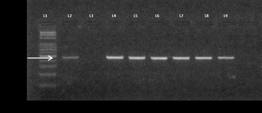 43 Figura 2 - Eletroforese em gel de agarose 1,5% (m/v) corado com SYBR Safe (Invitrogen ), de fragmentos amplificados pelos oligonucleotídeos MC1 e MC2, obtidos pela inf.