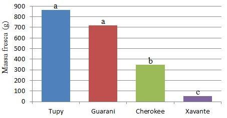 A cultivar Guarani emitiu maior número médio de ramos laterais (18,25 ramos) na base, porém não diferiu estatisticamente da cultivar Cherokee que apresentou menor número médio de ramos laterais