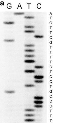 Seqüenciamento manual de DNA utilizando a técnica de Sanger Utilização de autoradiografia para obtenção de resultados Necessidade de utilizar nucleotídeos radioativos e