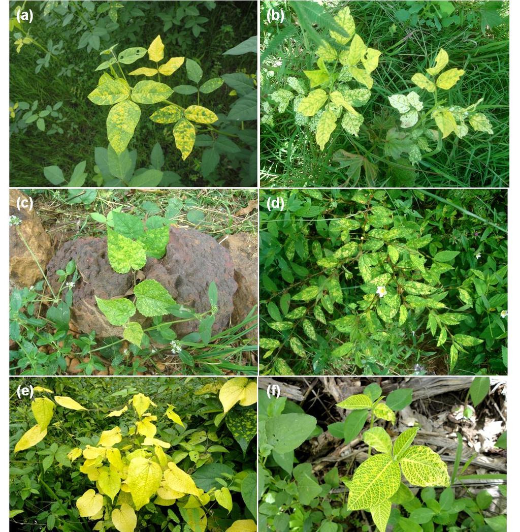 Figura 2: Sintomas em plantas não-cultivadas infectadas por begomovírus no nordeste do Brasil:a) Macroptilium lathyroides (amostra 2); b) M.