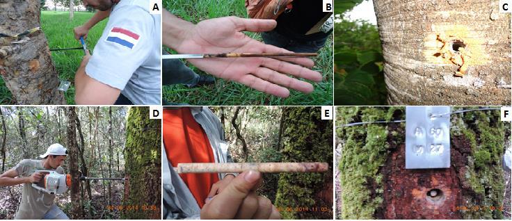 Figura 2 Metodologia de extração de amostras de madeira do tronco das árvores por método não destrutivo: extração com sonda de incremento com 6 mm de diâmetro (A, B, C); extração com sonda metálica e