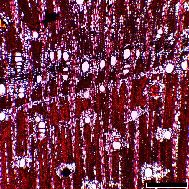 D) Eriotheca