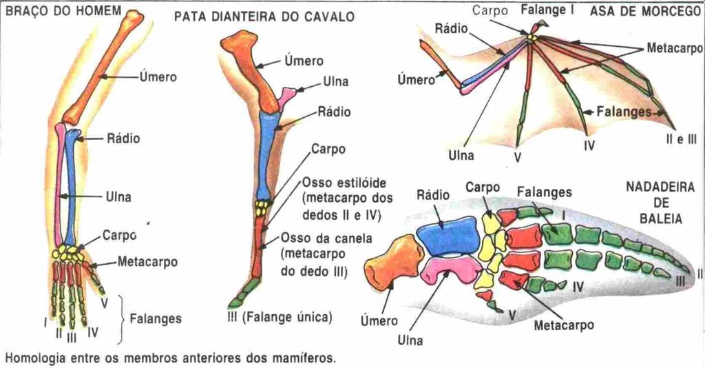 Evolução 6.