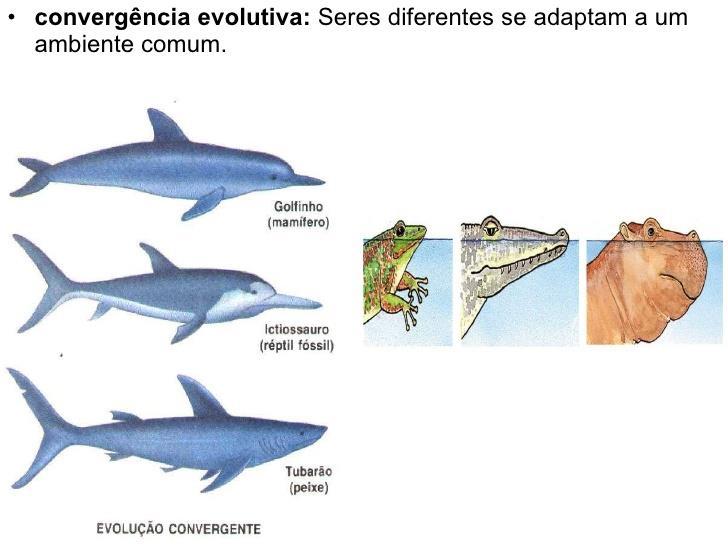 Evolução