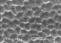 3 4 5 6 Figuras 3-6. Microscopia eletrônica de varredura da lâmina foliar de M. nigrum. 3- Face adaxial mostrando paredes retas e superfície lisa. 4 - Face abaxial com estômatos e tricomas.