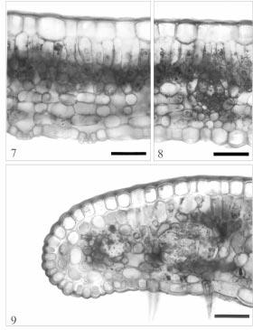 Figuras 7-9. Seção transversal da lâmina foliar de M. nigrum.