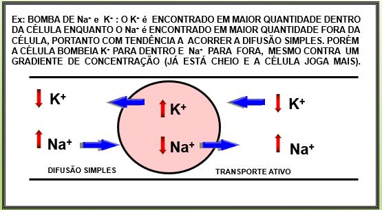 Transporte Ativo = Gasto de energia TRANSPORTE ATIVO: É A PASSAGEM DE SUBSTÂNCIAS ATRAVÉS DA