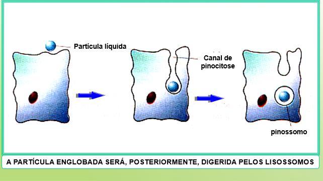 PINOCITOSE: É O ENGLOBAMENTO DE