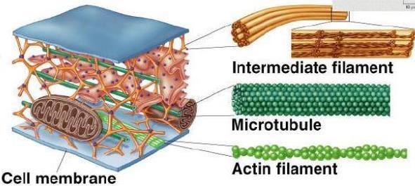 ORGANELA MOVIMENTO CITOESQUELETO Funções: a) Define a forma e organiza a estrutura interna da célula; b) Possibilita o deslocamento de materiais no interior da célula Componentes: a) Microfilamentos