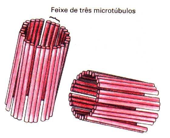 ORGANELA = MOVIMENTO 1- CENTRIOLO 2 CILIOS E FLAGELOS 1.