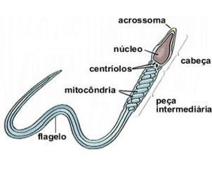 Feixe de 3 microtúbulos; 9 trincas = 27 microtúbulos 2.