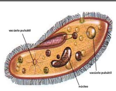 tipo: TIPO FUNÇÃO DURAÇÃO OCORRÊNCIA DIGESTIVO Digestão