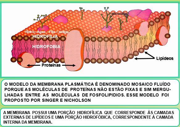 MEMBRANA