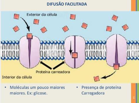 MEMBRANA