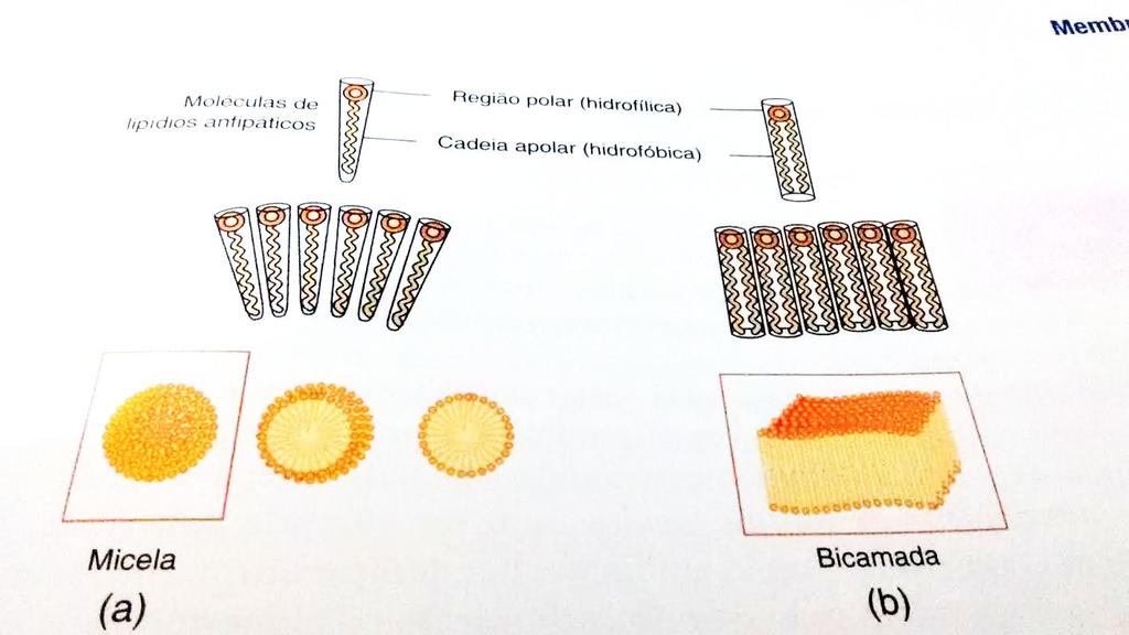 (Interações Hidrofílicas) Micela Uma cauda de ácido graxo Lipossomo Duas caudas
