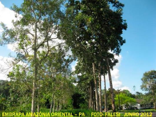 1. INTRODUÇÃO O sistema sivicultural brasileiro teve inicio com as espécies de Eucalyptus spp.