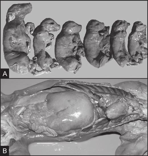 Metodologia aplicada na avaliação de fetos suínos abortados e natimortos 1061 Fig.3. (A) Fetos suínos em estágio de mumificação fetal. (B) Abertura da cavidade abdominal e torácica de feto mumificado.