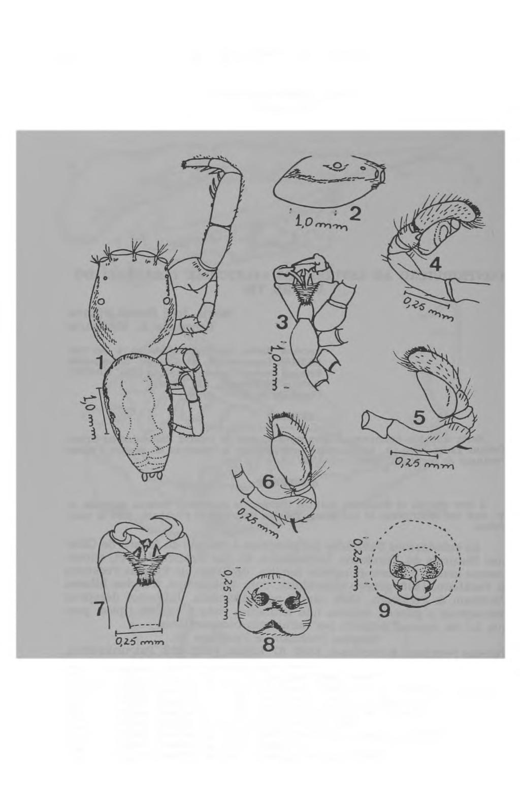 4 8 M. J. Bauab Viana & B. A. M. Sares Tulpius gauchus, sp. n. (Figs. 1-9) Pig, 1 Tulpius gauchus, sp. n.: 0.