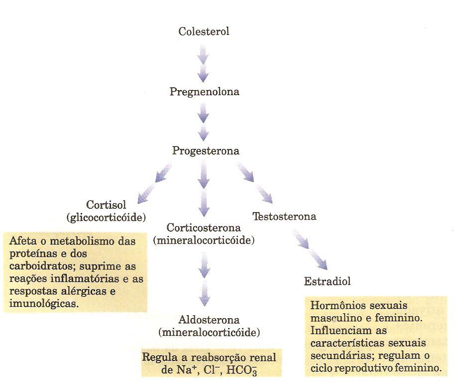 DESTINOS DO COLESTEROL Vitamina D