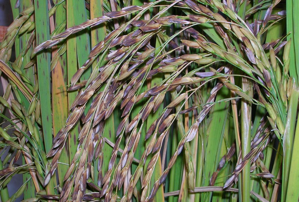 Doenças da Cultura do Arroz Irrigado 27 Figura 6. Sintomas da Mancha-de-glumas nas panículas de arroz. Embrapa Clima Temperado, Pelotas, RS, 2012.