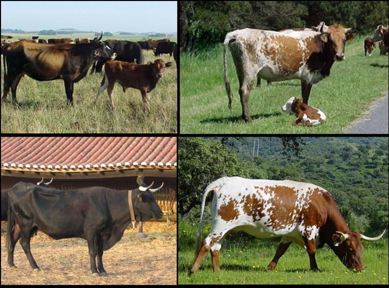 Capítulo1 Introdução geral Figura 1.2. Bovinos Ibéricos das raças Preta (canto inferior esquerdo) e Mertolenga (canto inferior direito) e bovinos Crioulos da Argentina.