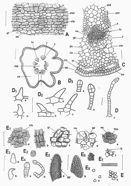 Eliana Nunes, Marina Scopel, Márcia Vignoli-Silva, Giovana S. Vendruscolo, Amélia T. Henriques, Lilian A. Mentz Figura 5. Sambucus australis Cham. & Schltdl.