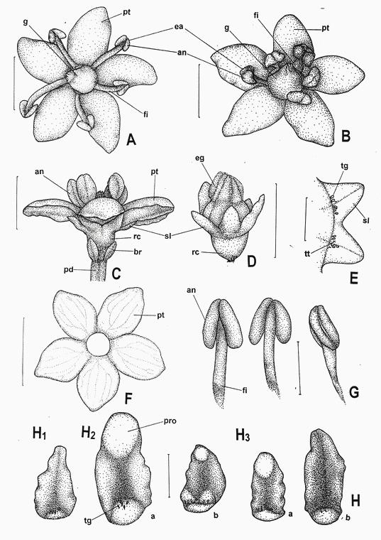 Eliana Nunes, Marina Scopel, Márcia Vignoli-Silva, Giovana S. Vendruscolo, Amélia T. Henriques, Lilian A. Mentz Figura 1. Sambucus australis Cham. & Schltdl.