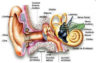 nasal e na epiglote; difere da