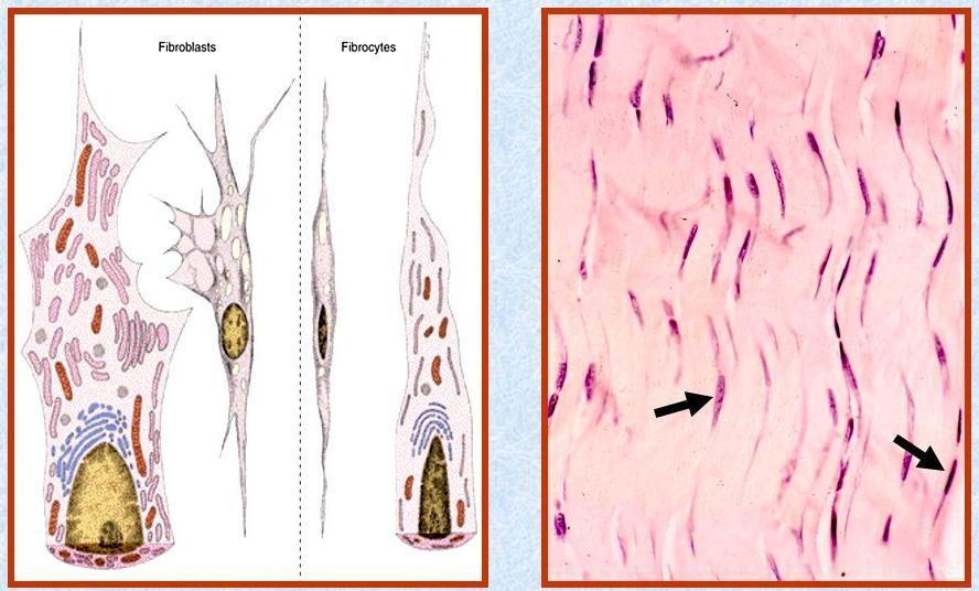 Fibroblastos (Fibrócitos) Apresenta forma estrelada Produzem fibras e