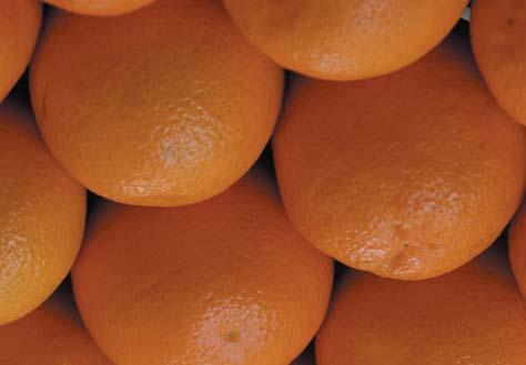 série de negociações intermediadas por representantes da cadeia citrícola paulista para se discutir uma nova forma de remuneração entre os produtores e as indústrias de suco de laranja.
