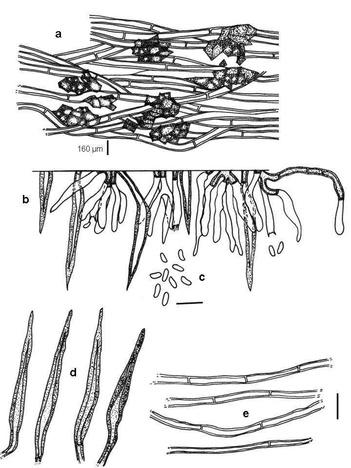 A B Figura 3. Hymenochaete rubiginosa.