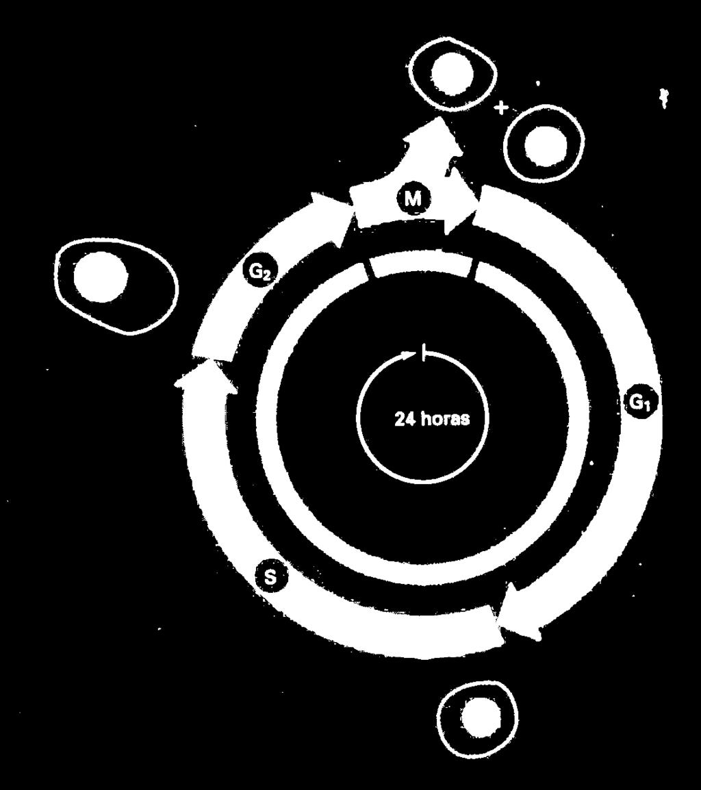 As quatro fases sucessivas de um ciclo padrão de uma célula eucariótica. Durante a INTERFASE, a célula cresce continuamente.
