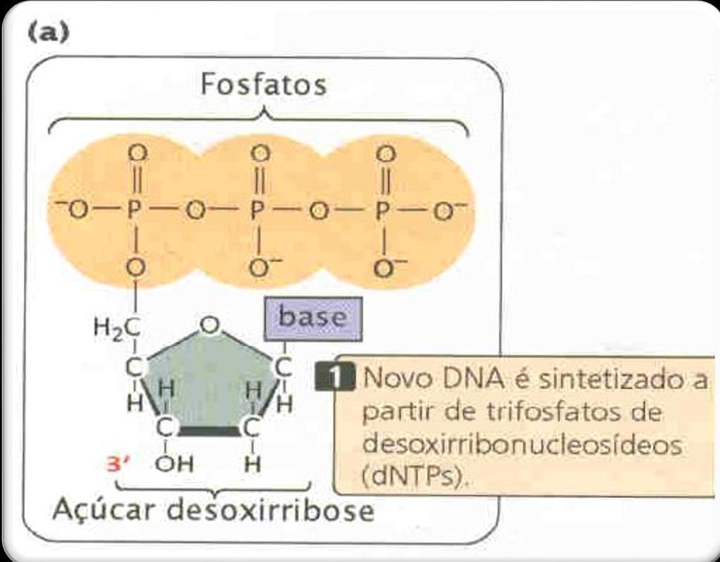 O PROCESSO DE REPLICAÇÃO 1) O DNA deve se deselicoidizar para expor suas bases.