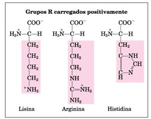 Grupos R carregados Aminoácidos básicos Carga positiva