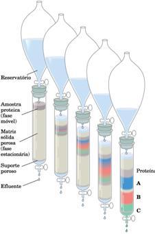 Proteínas podem ser separadas e purificadas Sabendo que a célula possui milhares de proteínas, como purificar uma única delas?