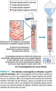 Cromatografia por troca iônica Polímero carregado negativamente Proteínas positivas ligam ao