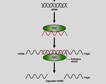 por RNA