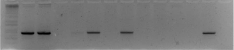 Confirmação da integração do transgene Técnica: PCR WRKY 57 -