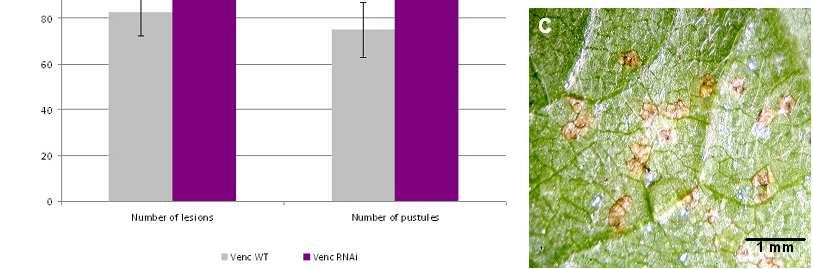 2 A) Número de lesões e pústulas em plantas não transformadas e plantas da linhagem GmWRKY27-RNAi