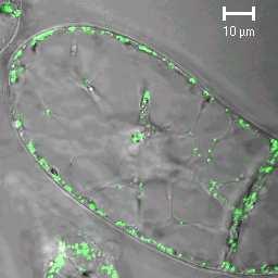 gene OsAPx6 OsAPx6:GFP RB